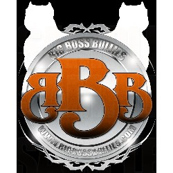 BIGBOSSBULLY's profile picture. Breeding The Premier American Bully!