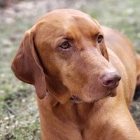 CopperWatchdog (@copperwatchdog) 's Twitter Profile Photo