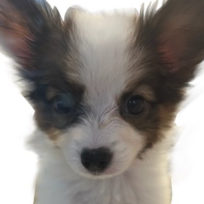 happyinusei's profile picture. 砂漠に1人暮らし