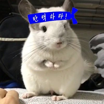 minjoogotohell's profile picture. 찢죄명은 친칠라가 아니야💢🔪 #드럼통OUT