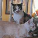 Sandy Buck - @sandytiger08 - Twitter