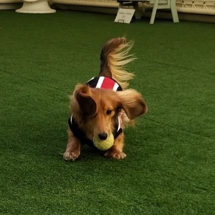 MacoHal's profile picture. 警戒心つよつよ、そんで内弁慶の外ネズミダックス『リヨン』と、内弁慶のアニメ好き飼い主の日常。故に無言フォロー🖤すみません😣お互い自己肯定感あげていこうね🐶☺【リヨン♂2023.12.12🎂】