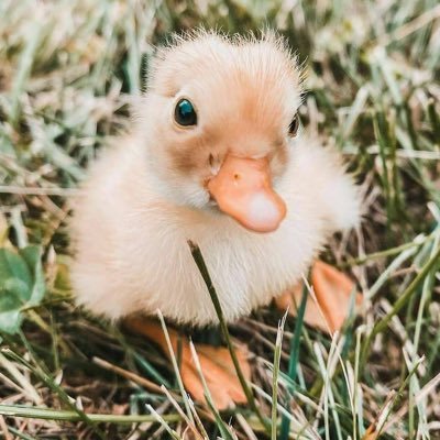 LiboRisk9000's profile picture. 