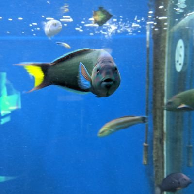 Koutokuuuuuu's profile picture. ハム/高専ロボコン2020~23 / メカメカたんとう