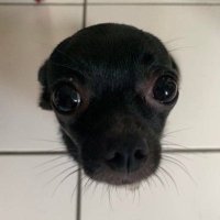 뿡 (@owo_ddddb) 's Twitter Profile