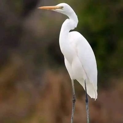 JumaZziwa62983's profile picture. 