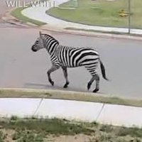 Ed (@edthezebraonsol) 's Twitter Profile Photo Ed (@edthezebraonsol) 's Twitter Profile Photo