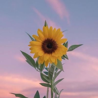 DigitalArt48139's profile picture. what if I fall??...Ohh♠️,...but my darling. what if u fly 🔆