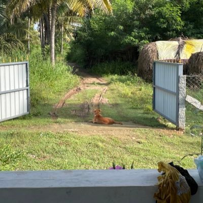 Kottravel66's profile picture. 🔸 WATCHDOG 🔸