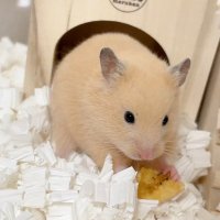 ㆍおハムのころも🍤 (@ham_koromo) 's Twitter Profile
