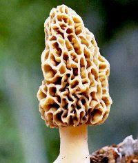 We also sell morel mushrooms and morel t-shirts. We have the largest morel community on Facebook, now we are devoting our attention to Twitter.