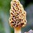 morelmushrooms's profile image