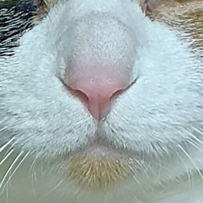 2eko_neko_nyao's profile picture. すごくとても賢い猫
個人研究者
褒められて伸びるタイプ