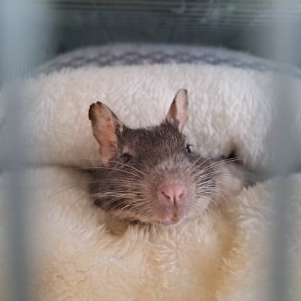 sanaka_684's profile picture. さかなが昔好きだったのでさなかです。
宜しくお願いします。