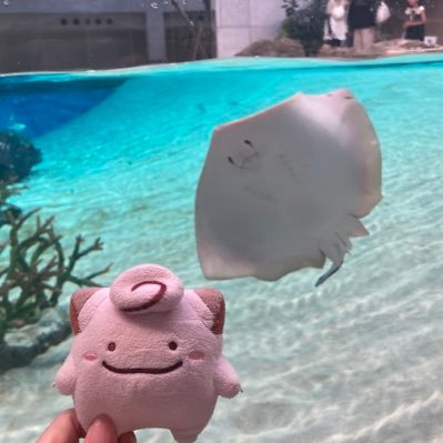 i27yukimi's profile picture. ポケモンGOと日常🍀🐰🩵🎀 箕面、豊中、梅田などキラ交換可能な方いたらキラ目的フレンド募集してます🙇‍♀️ メタモン、ピッピ、タマザラシ🦭推し