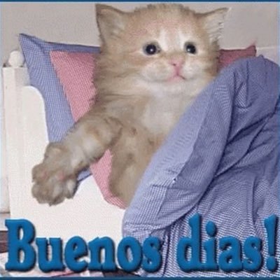Minecraft & SimplePlanes player, military & aviation enthusiast, cat lover. English/中文. all political stances are welcome |REPOSTS A LOT OF CATS