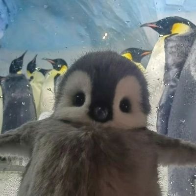 acervopinguins's profile picture. 🐧