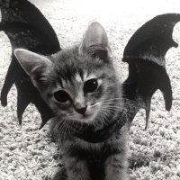 haafis (@hafisunderscore) 's Twitter Profile