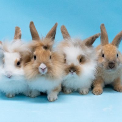 bunniesoflondon's profile picture. Bunnies in London