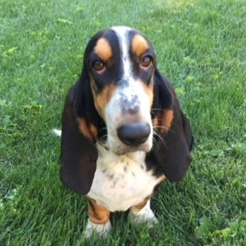 Constitutional conservative, liberty loving basset hound Mom. All of my views are my own.