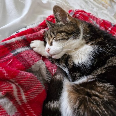 Yorkshire Lass. Wildlife & nature lover, has a 21 year old cat, photography, allotment holder. Volunteer within a Community garden and Wombler.