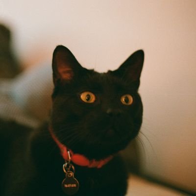 oluwashina54021's profile picture. Explorer of Worlds. Sciencey stuffs mostly.