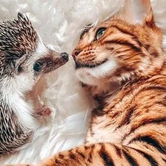 puichuzi's profile picture. 