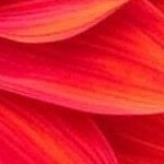 flashwish (@floe728) 's Twitter Profile