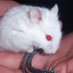 mirithehamster1 (@mirithehamster1) Twitter profile photo mirithehamster1 (@mirithehamster1) Twitter profile photo