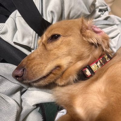 訪問ありがとうございます✨️愛犬2匹のパパ🐶 YouTubeチャンネルも開設しました! 「そらとマロンの成長日記🐶」です! リンク🔗からどうぞ〜!ショート動画中心にはなりますが、チャンネル登録して頂けると嬉しいです! #そらマロ日記 #ミニチュアダックスフンド #犬好きさんと繋がりたい #犬好き #犬のいる暮らし