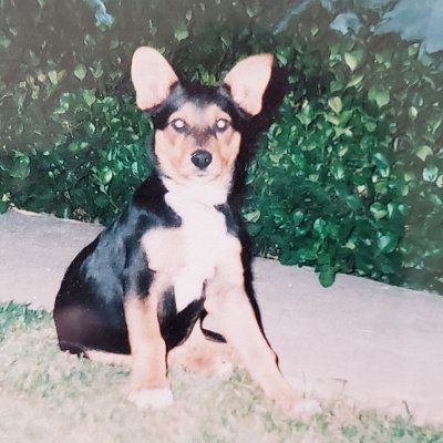 Jrbenson5's profile picture. Die hard broncos fan bleed Orange And Blue