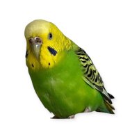 セキセイインコを探していますダニー愛知県豊田市 (@pastthison) 's Twitter Profile