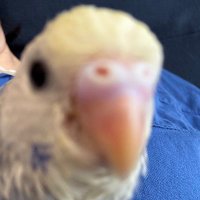 おピー (@pip_bird0321) 's Twitter Profile