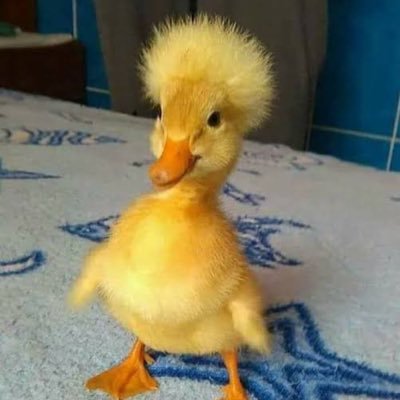 acervopatinhos's profile picture. quack ! 🪿