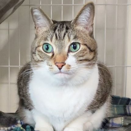 anchon515's profile picture. 諸事情で新しくアカウント作りました。
猫好きさん、仲良くして下さい。
凛太郎と杏をよろしくお願いします♡