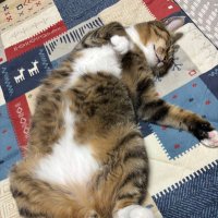 みょうさば (@morry_ab) Twitter profile photo