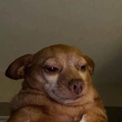 cheddariniiisol's profile picture. UFC Mouseweight Champ 🐭🌎  on Solana