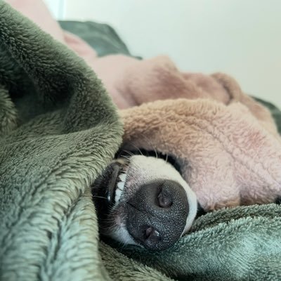 tuzsuzpelte's profile picture. may the bridges I burn light the way