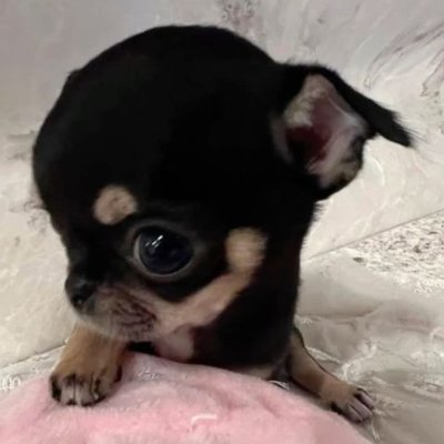 manicpuppydoll's profile picture. Useless puppygirl 🐾She/It 🎀21 y/o!!!🩷 Zoos, ageless, MAP, etcetera, DNI🔪 Forever itty bitty 🍼