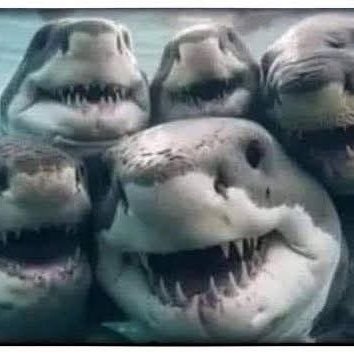 AmericanShark Profile