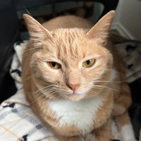 Cheeto 🌸🐈 (@cheetotheorange) 's Twitter Profile Photo Cheeto 🌸🐈 (@cheetotheorange) 's Twitter Profile Photo
