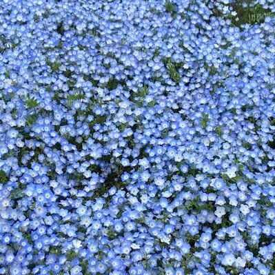 88938761k's profile picture. カワウソが好きで、カワウソの研究をしている学生です