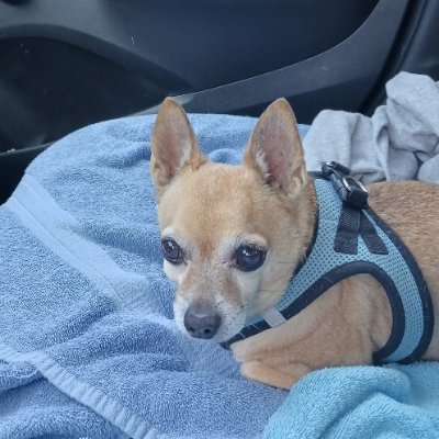 #Chihuahua ChiChi & sis Angel Dolly @ RB. Proud #ZSHQ members. Our mom is @DJDesigns70