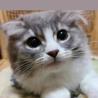 もふわ (@rjrw_mofuwa) 's Twitter Profile