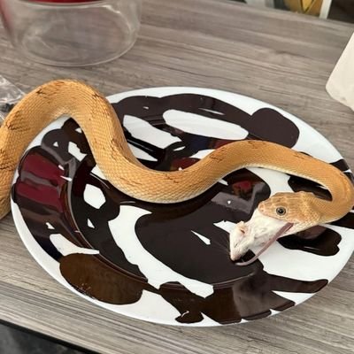 AdeolaWell16226's profile picture. Reply guy.