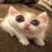 cat_haochii