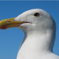 Ryan (@blufinityy) 's Twitter Profile Photo Ryan (@blufinityy) 's Twitter Profile Photo