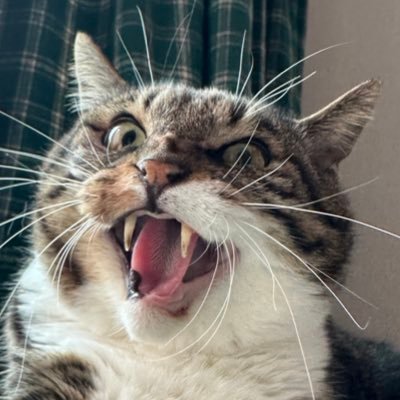 재개발 보광동 고양이 https://t.co/YzhGtG2o7d 😻공식계정 @bogwangcats 임보 대모 입양 후원 모두 환영합니다 😻