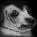 Turtle (@tamedturtles) 's Twitter Profile