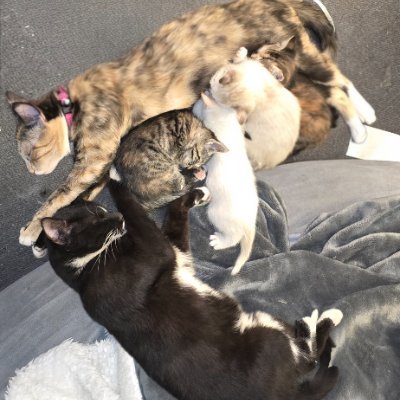 From 1 to 17! unexpected cats & kittens! Help with spay/neuter, vaccines, and food for healthy homes! Gofundme link ⬇️